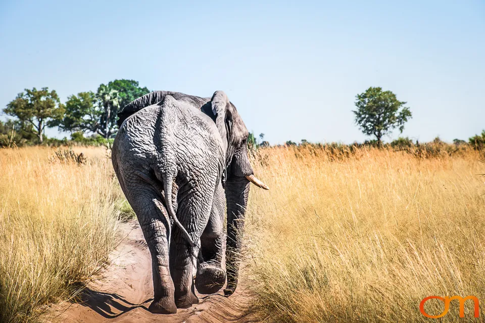 African Elephants: Okavango Delta