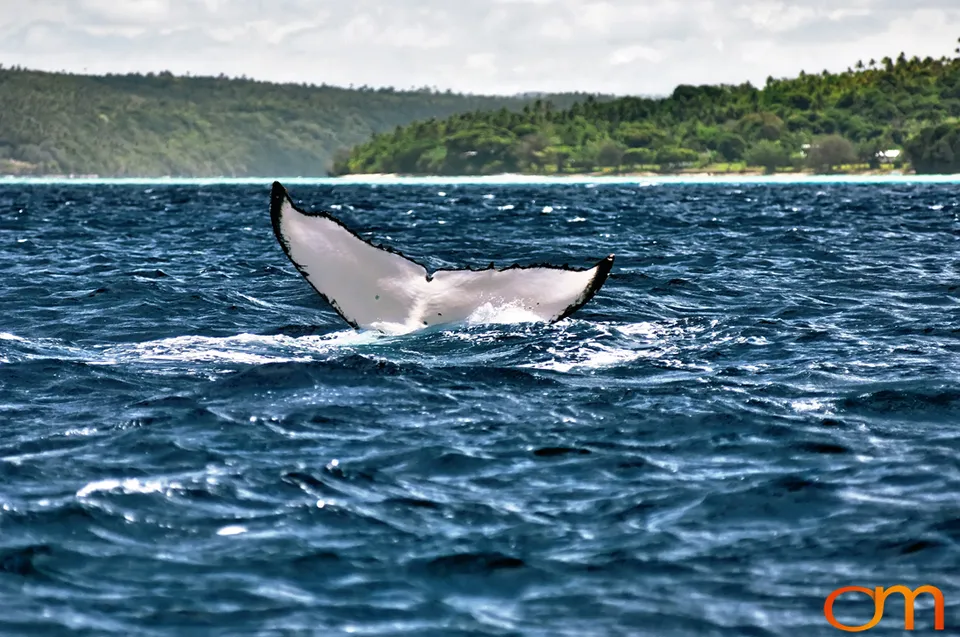 Humpback Whales of Tonga