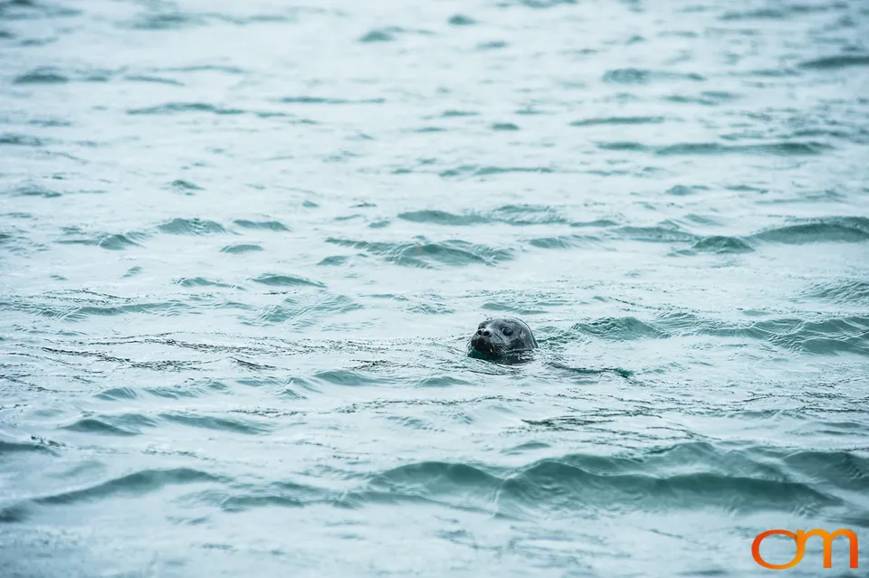 Great Islay Swim