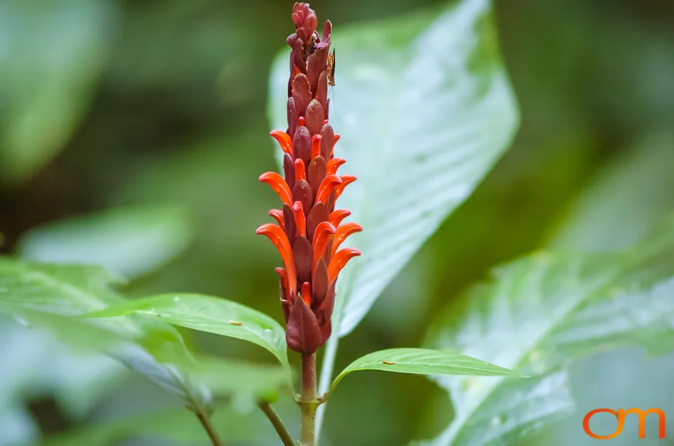 The Peruvian Amazon