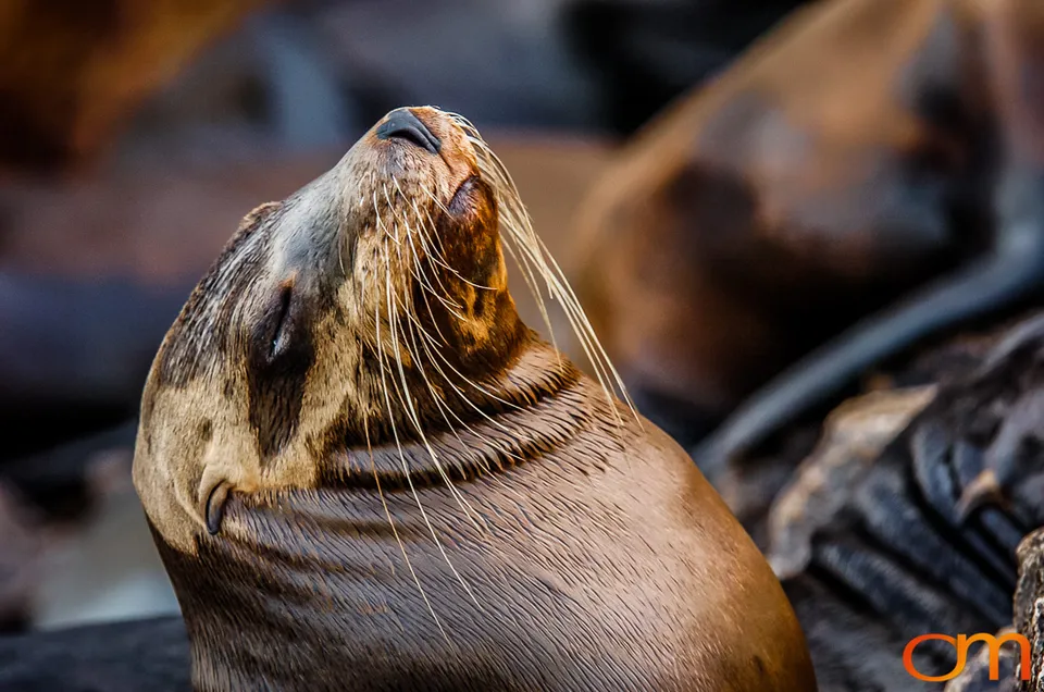 Cabo San Lucas: Marine Wildlife at Land’s End