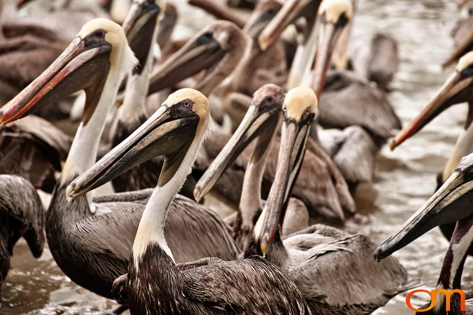 Florida Waterbirds: Brown Pelicans, White Ibises, and Egrets