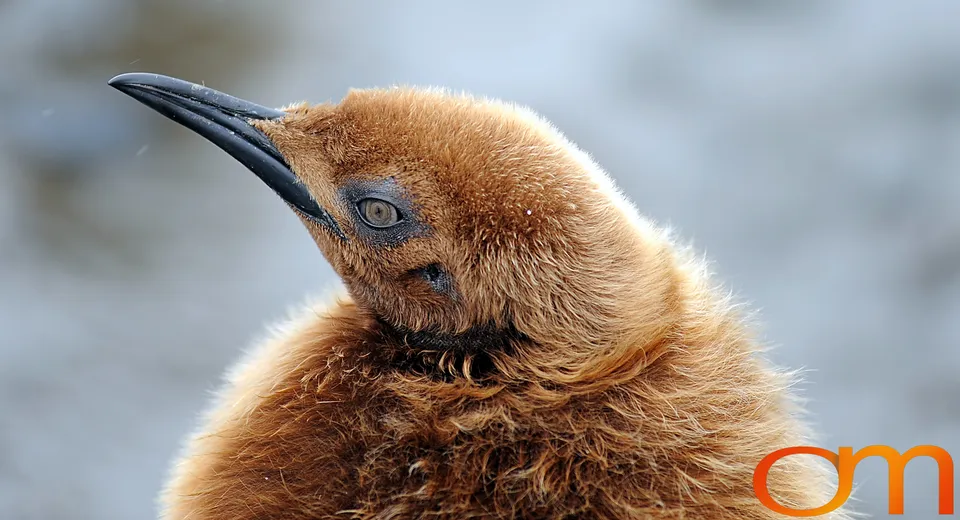 King Penguins