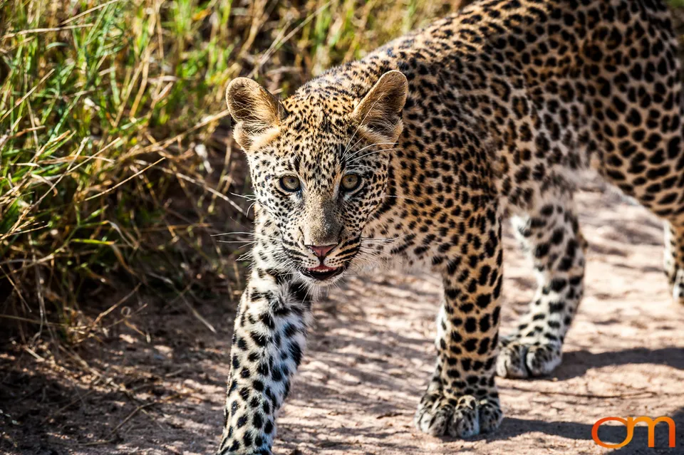 Sabi Sand Game Reserve