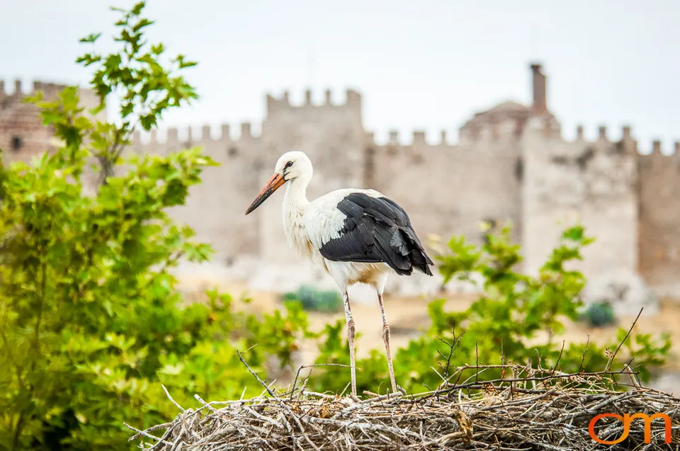 White Storks Nesting in Selçuk