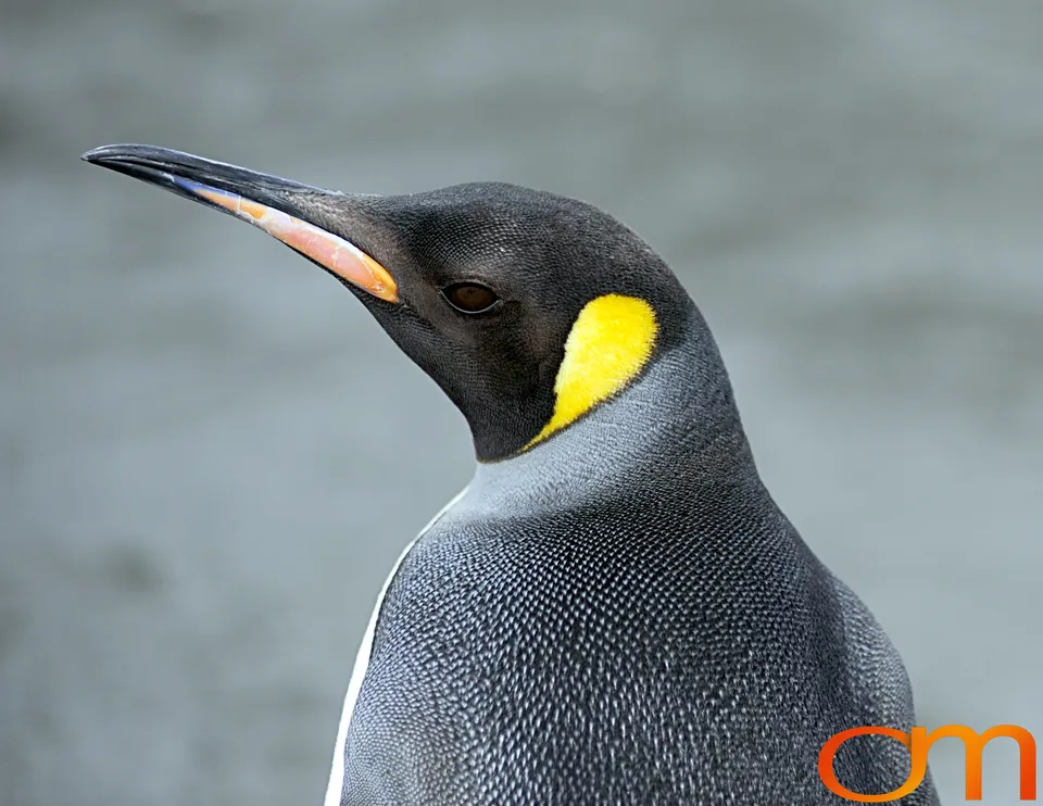King Penguins