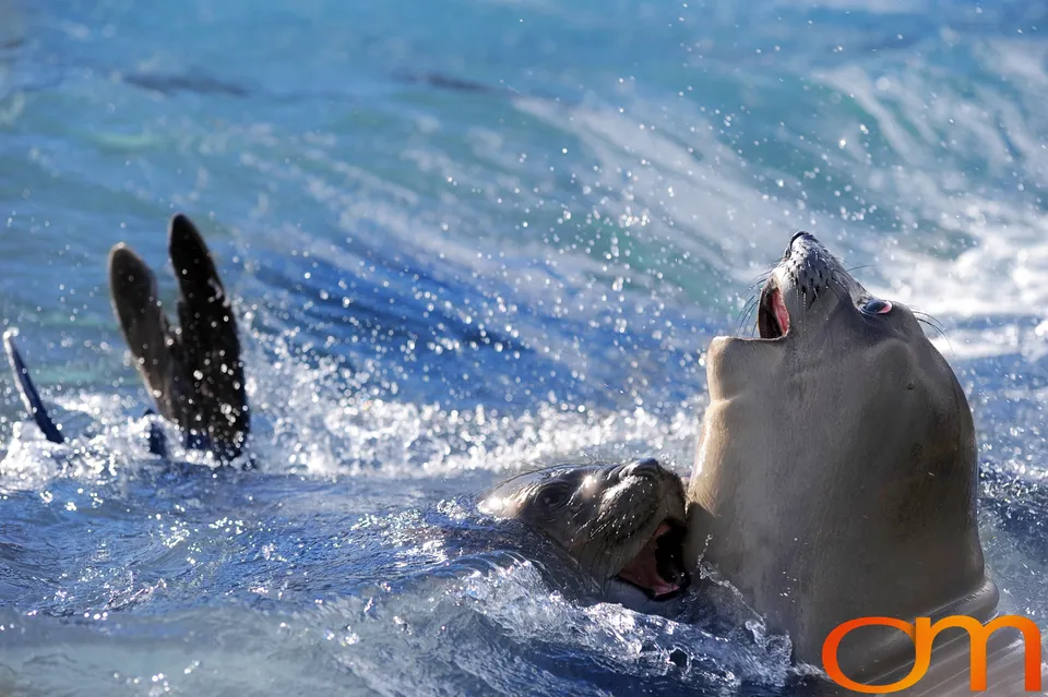 Southern Elephant Seals