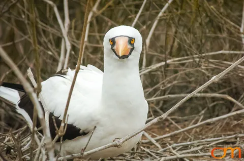 Nazca Booby