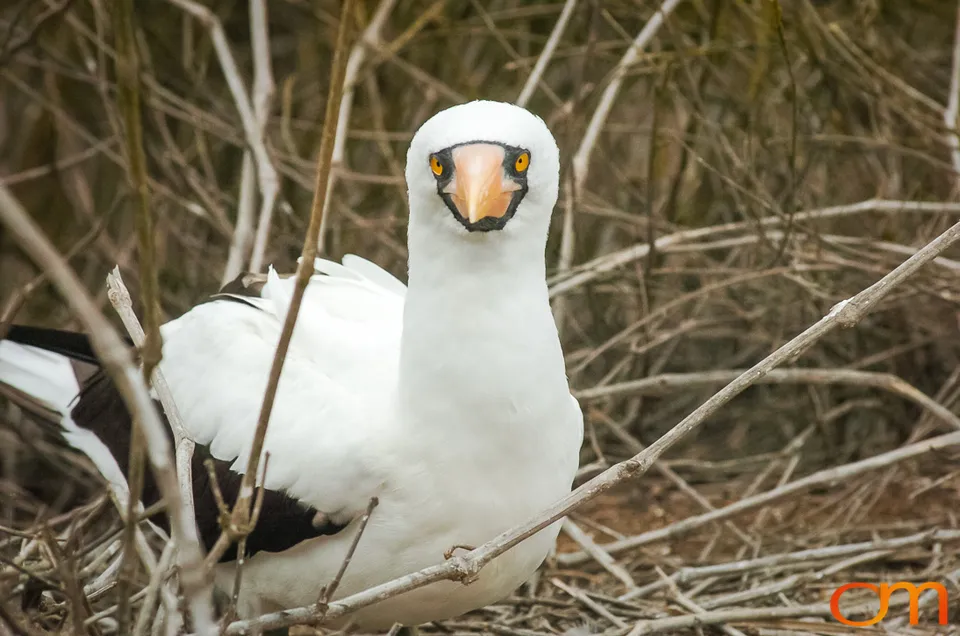 Nazca Booby