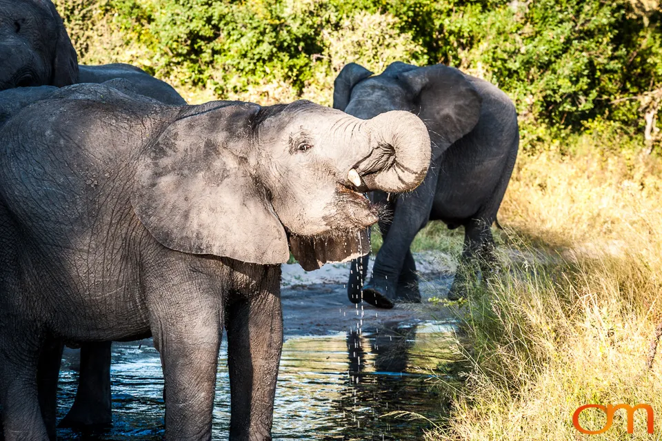 African Elephants: Okavango Delta