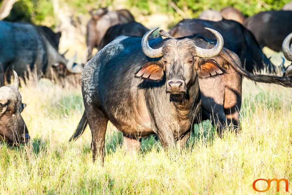 Okavango Delta, Botswana