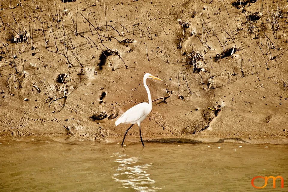 The Indian Sundarbans: Mangrove Forests and Tidal Islands