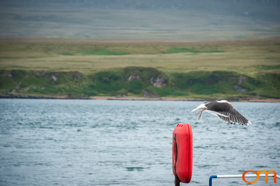 Great Islay Swim