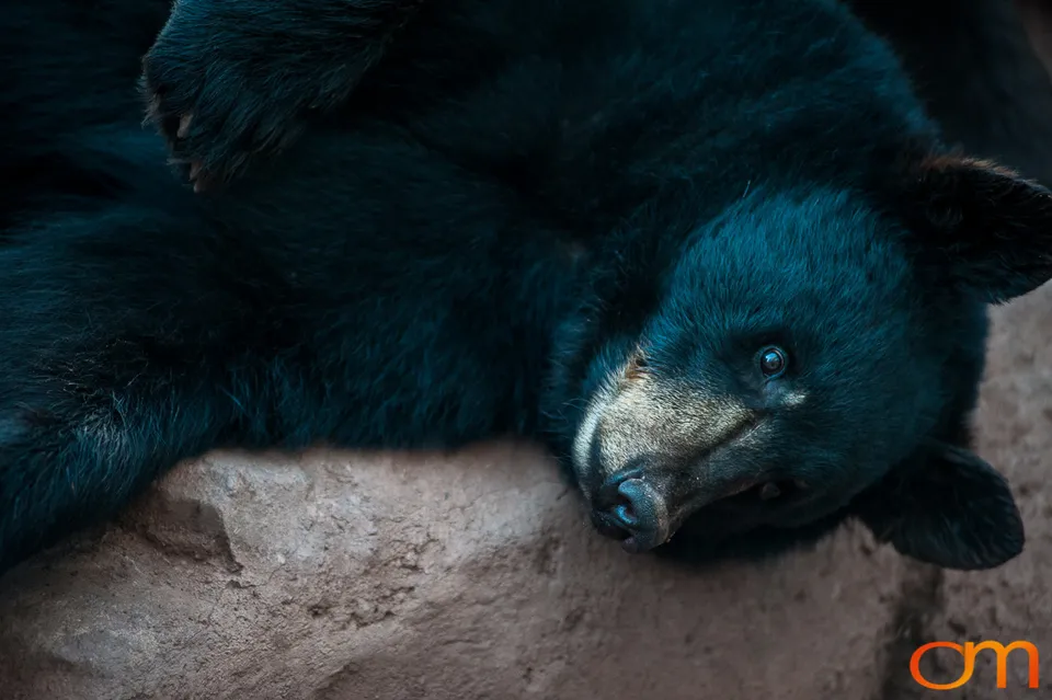 American Black Bears at Bearizona Wildlife Park