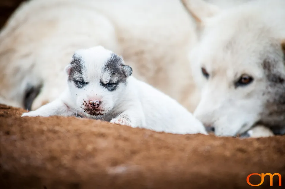Qimmit: Greenland’s Working Sled Dogs