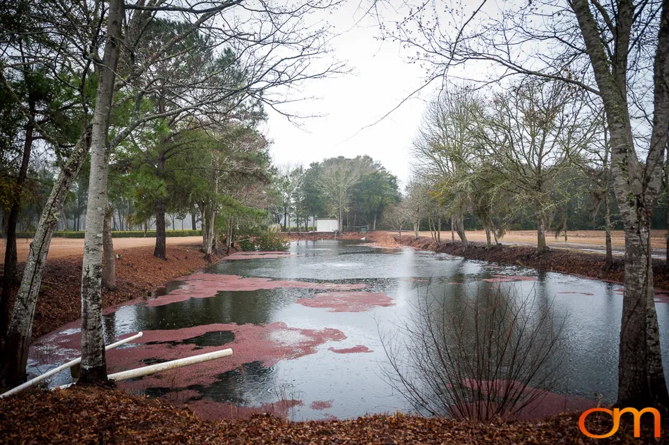 Charleston Tea Garden