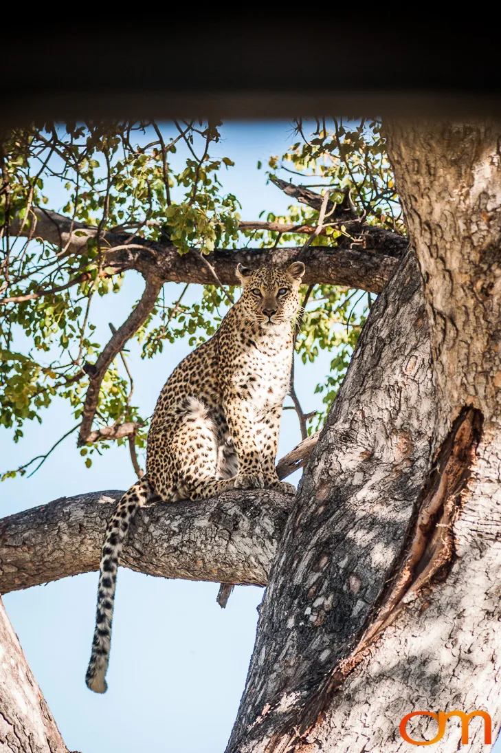 Leopards and Lions: Okavango Delta