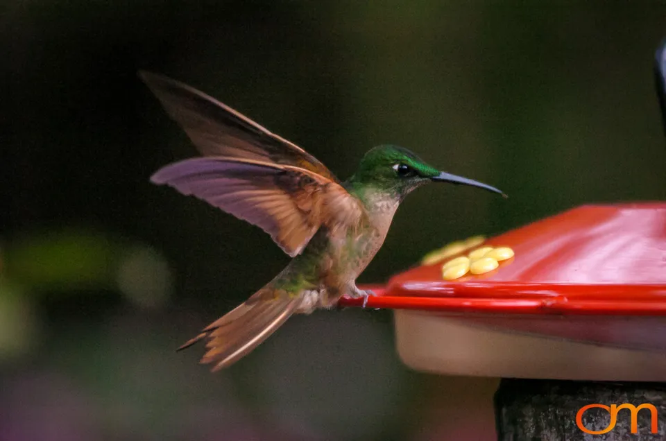 Buff-tailed Coronet
