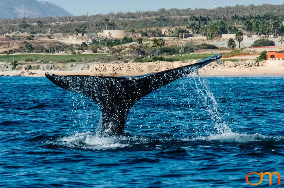 Cabo San Lucas: Marine Wildlife at Land’s End