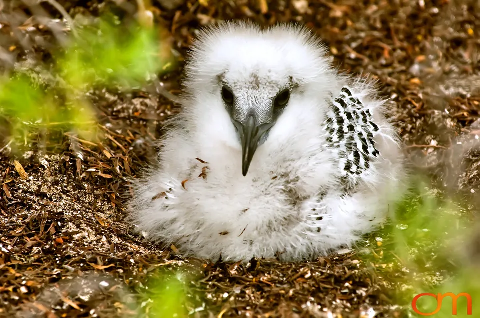 Red-tailed Tropicbirds of Aitutaki
