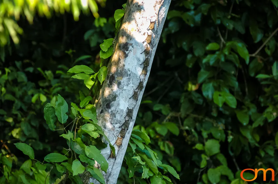 The Peruvian Amazon