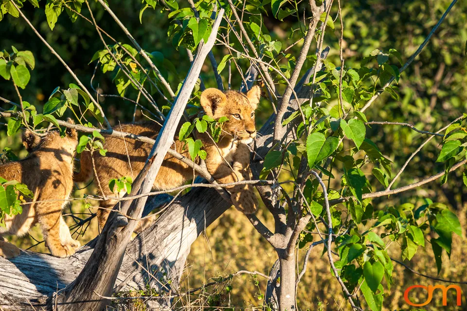 Leopards and Lions: Okavango Delta