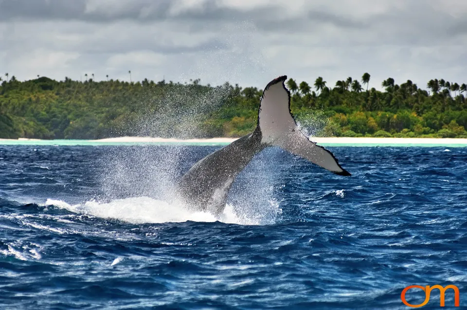 Humpback Whales of Tonga