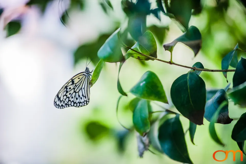 Butterflies and Moths at Butterfly Wonderland