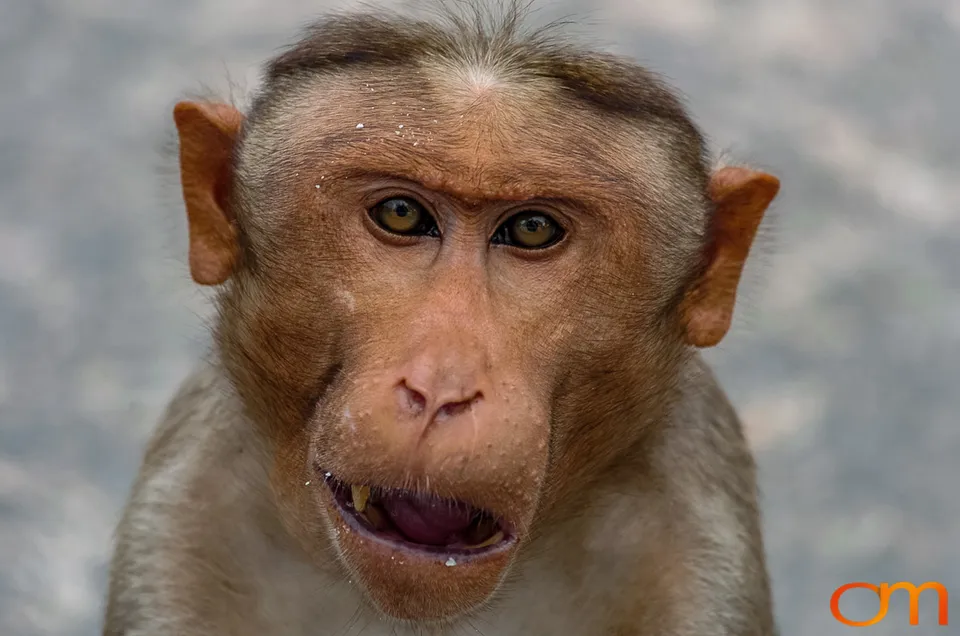 Munnar: Bonnet Macaque & Tufted Gray Langur