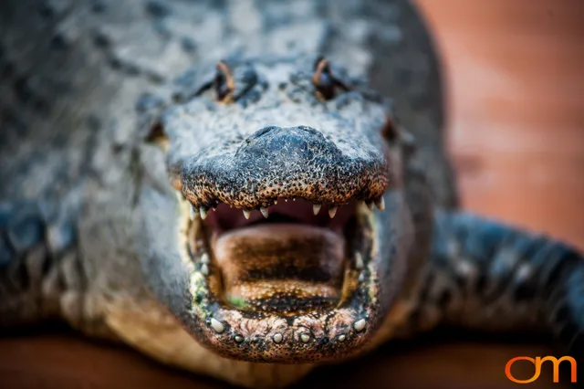 The American Alligator