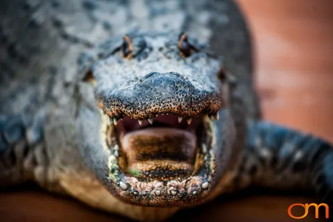 The American Alligator