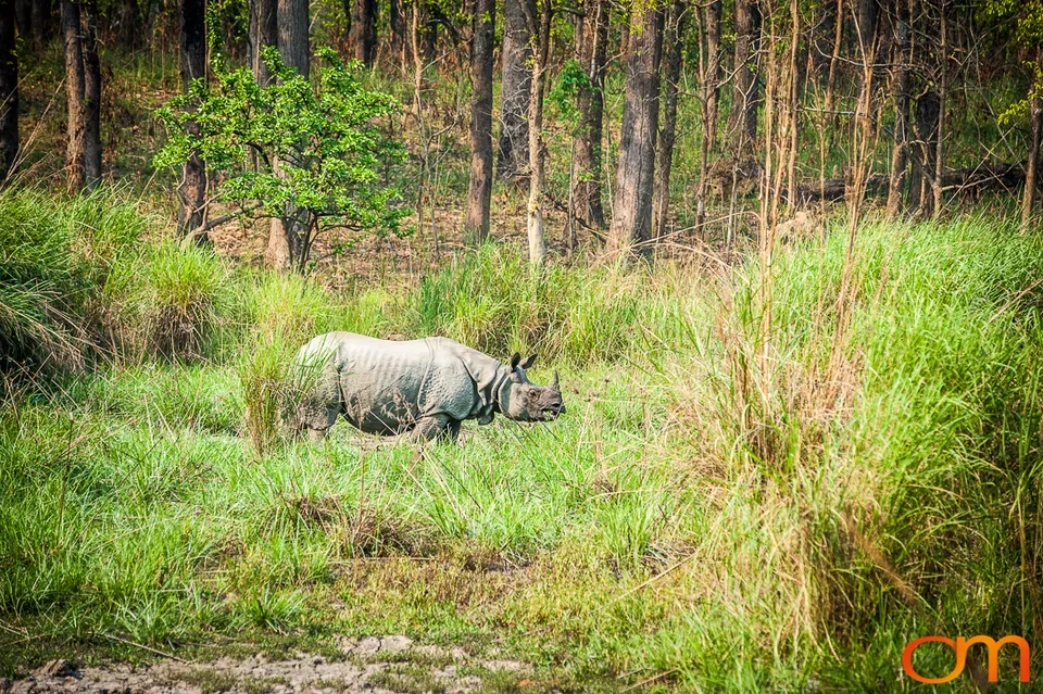 Wildlife in Chitwan National Park
