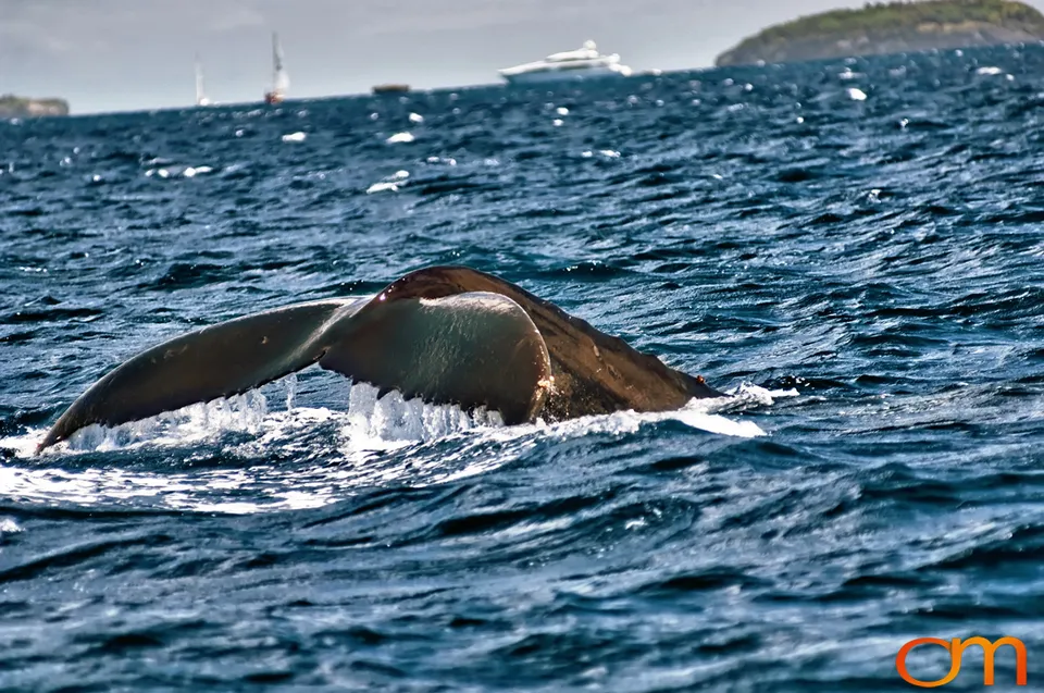 Humpback Whales of Tonga