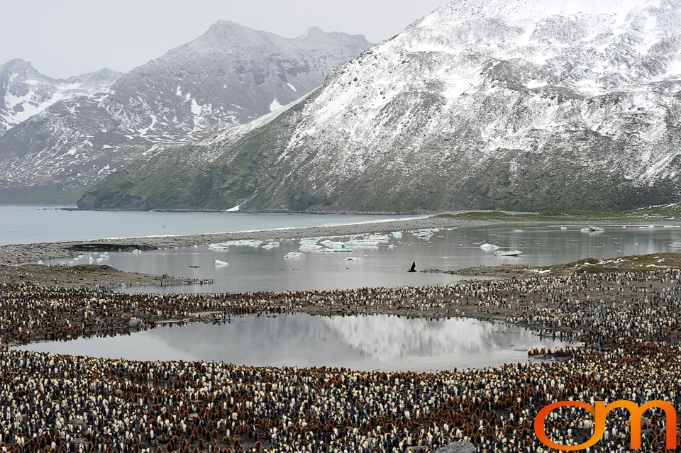 King Penguins