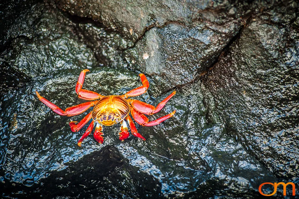 Sally Lightfoot Crabs of the Galápagos