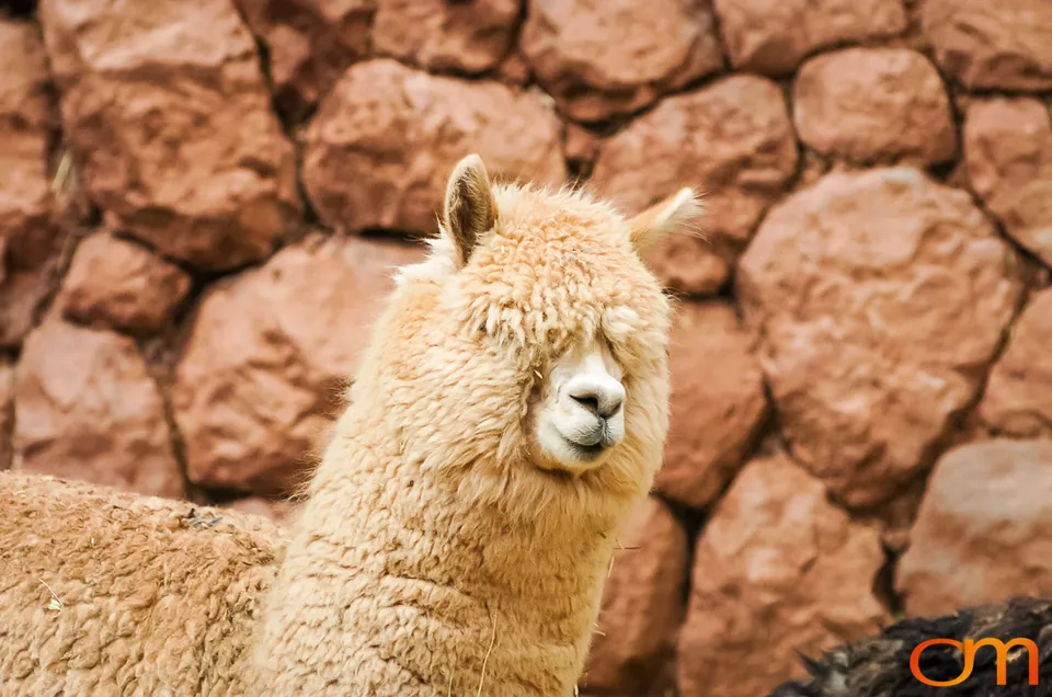 Peru’s Llamas, Alpacas, Guanacos and Vicuñas