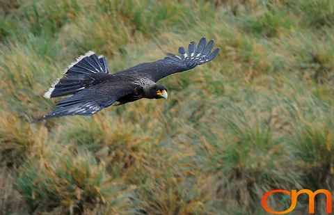 Striated Caracaras