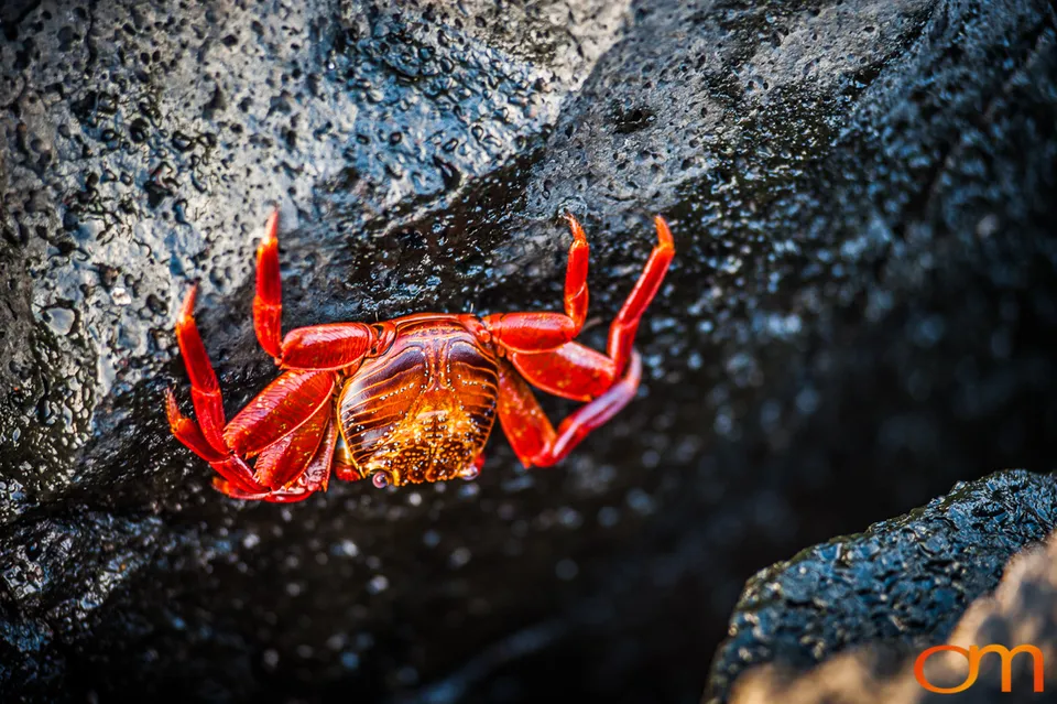 Sally Lightfoot Crabs of the Galápagos