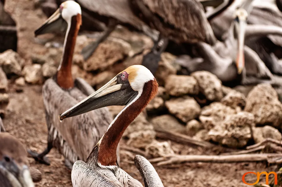 Florida Waterbirds: Brown Pelicans, White Ibises, and Egrets
