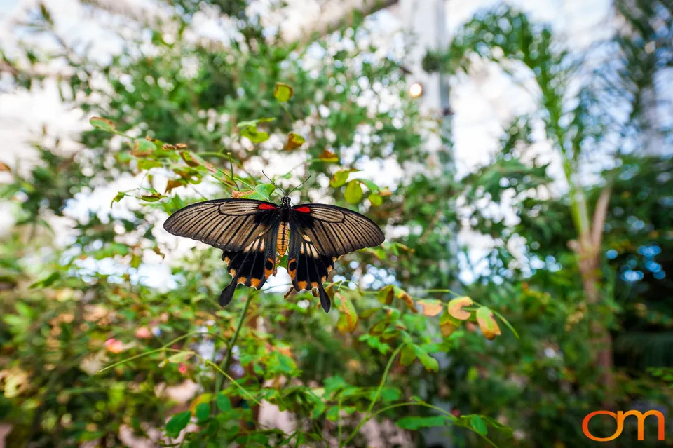 Butterflies and Moths at Butterfly Wonderland