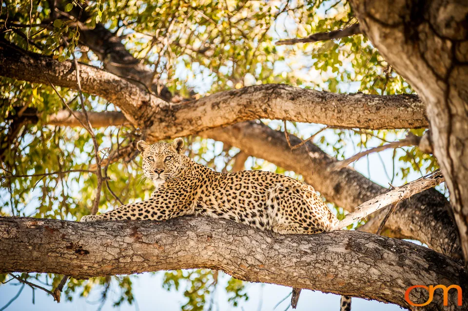 Leopards and Lions: Okavango Delta