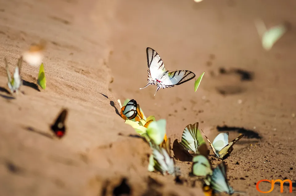 Butterfly Mud-Puddling in the Peruvian Amazon