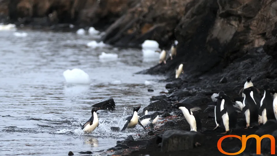 Adélie Penguins