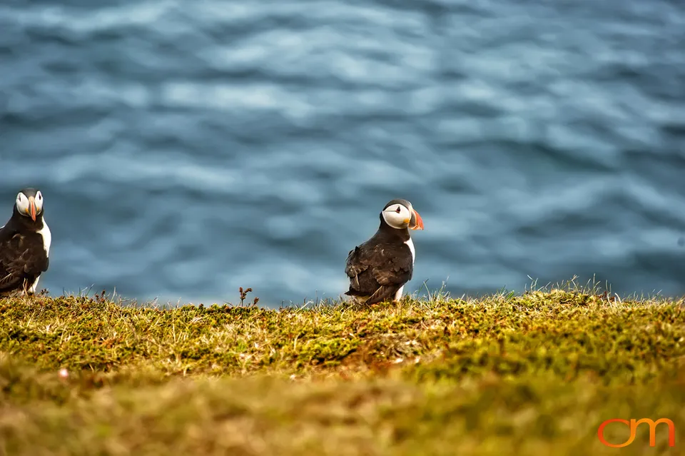 Atlantic Puffins at Látrabjarg