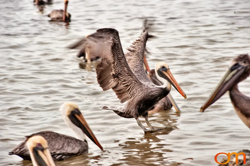 Florida Waterbirds: Brown Pelicans, White Ibises, and Egrets