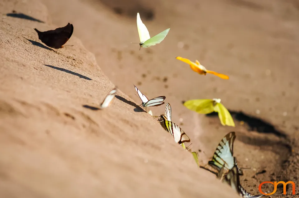 Butterfly Mud-Puddling in the Peruvian Amazon