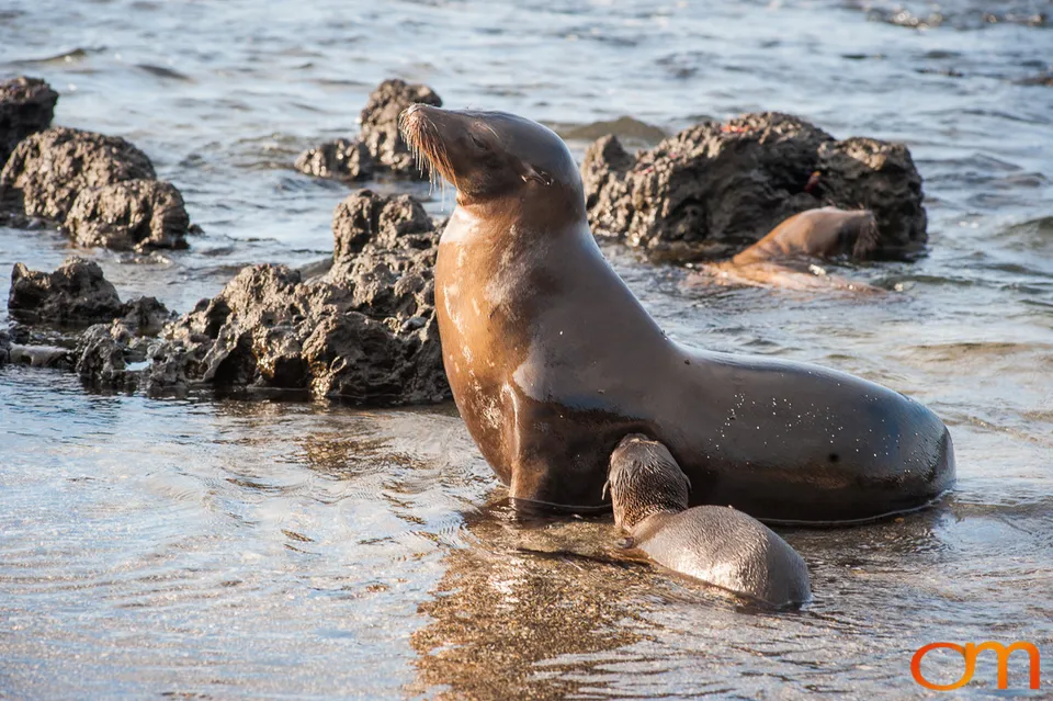 Galápagos Fur Seals