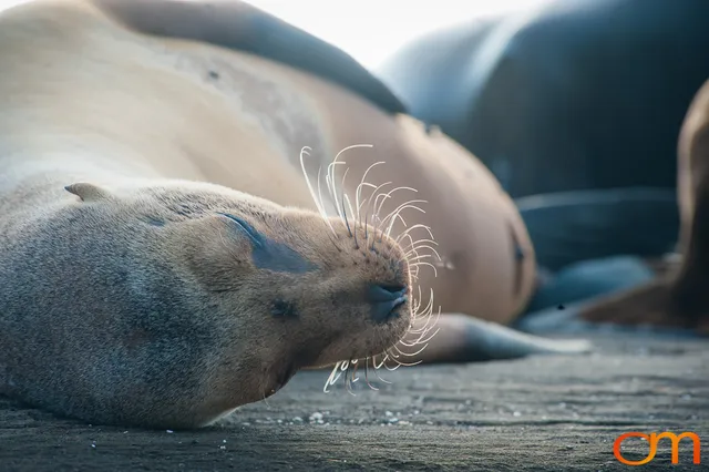 Galápagos Fur Seals