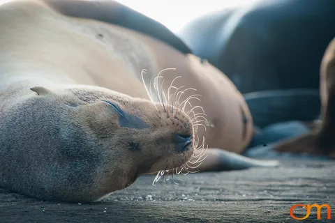 Galápagos Fur Seals