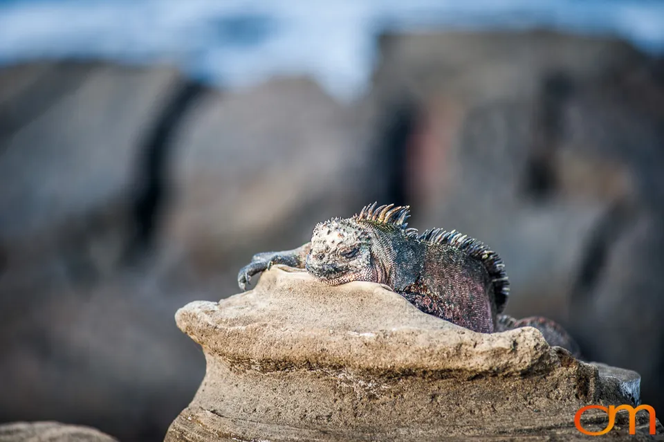 Galápagos Marine Iguana